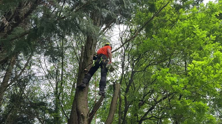 Professional Tree Services in Franklin, VA