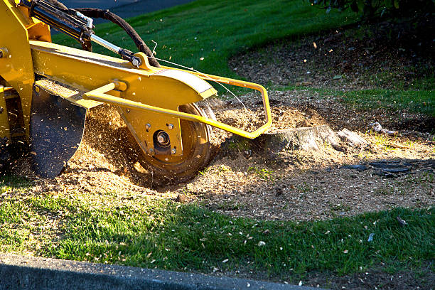 Lawn Grading and Leveling in Franklin, VA